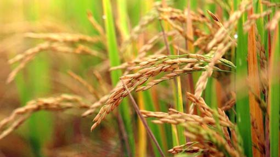 Coldiretti: incontro con parlamentari europei per modificare clausola salva-riso